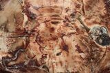Wide, Brilliant Red Petrified Wood Tabletop - Junggar Basin, China #199037-1